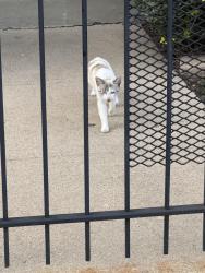 Found/Stray Female Cat last seen Near E 46th St, Chicago, IL 60653