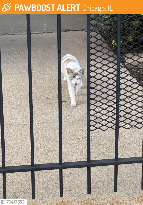 Found/Stray Female Cat last seen Near E 46th St, Chicago, IL 60653
