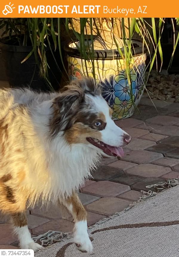 Found/Stray Male Dog last seen The park in Watson ests off of Watson and Durango, Buckeye, AZ 85326