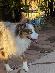Found/Stray Male Dog last seen The park in Watson ests off of Watson and Durango, Buckeye, AZ 85326