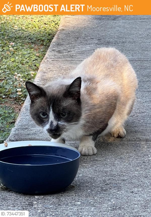 Found/Stray Male Cat last seen Near Brawley School Road, Rolling Hill Road, Mooresville, NC 28117