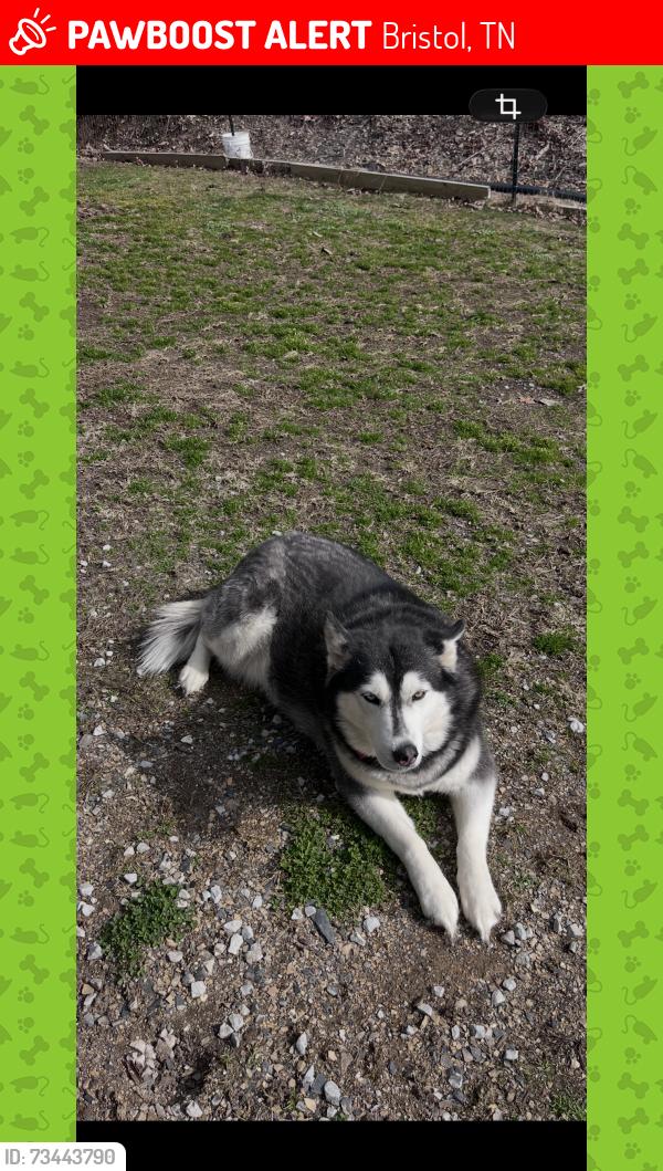 Lost Female Dog last seen Osceola Island, Bristol, TN 37620