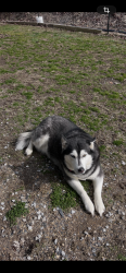 Lost Female Dog last seen Osceola Island, Bristol, TN 37620