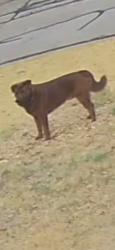 Found/Stray Unknown Dog last seen Gardens and Judith St, Burleson, TX 76028
