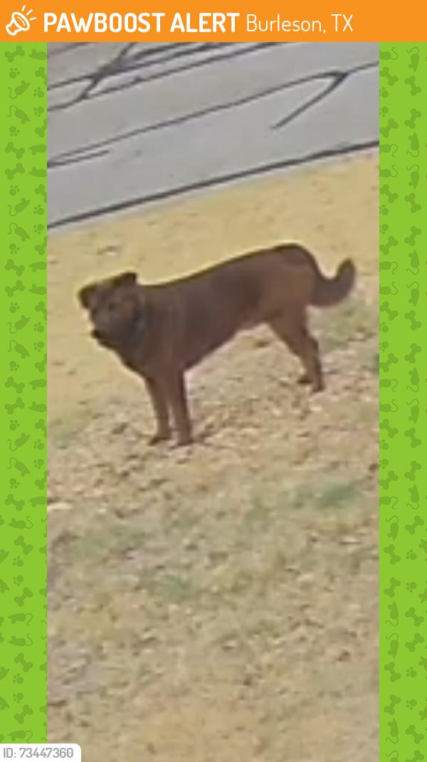 Found/Stray Unknown Dog last seen Gardens and Judith St, Burleson, TX 76028