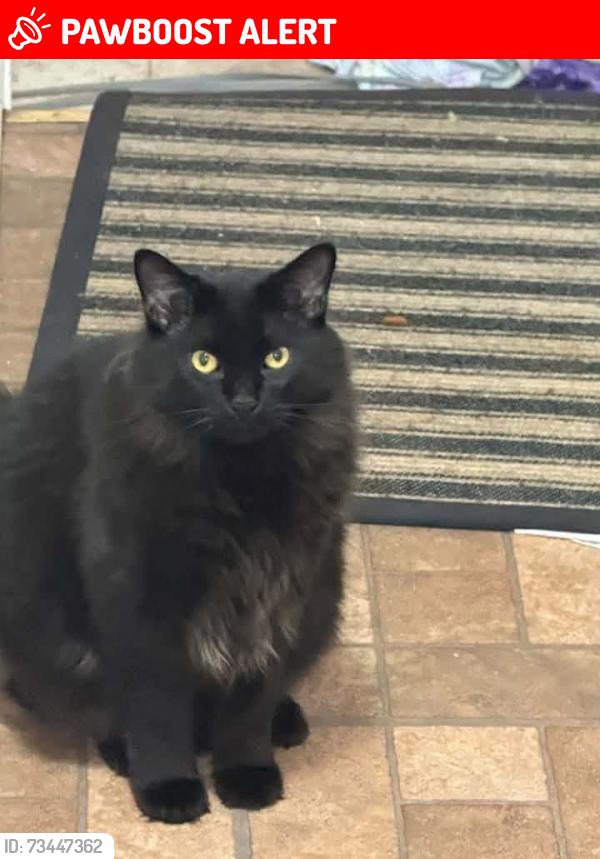 Lost Male Cat last seen 8327Alton Canton, Mi 48187, Canton Township, MI 48187