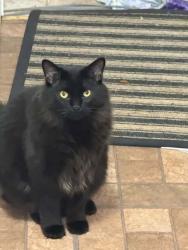Lost Male Cat last seen 8327Alton Canton, Mi 48187, Canton Township, MI 48187