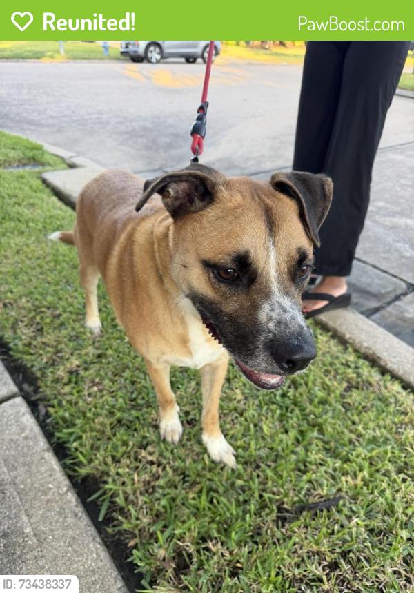 Reunited Female Dog last seen Cypress Waters Dr, Houston, TX 77429