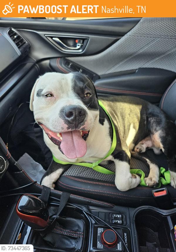 Found/Stray Male Dog last seen By the McDonald's on andrew jackson, Nashville, TN 37076