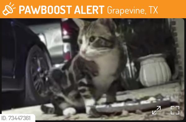 Found/Stray Unknown Cat last seen High Point Farms/Hall Johnson, Grapevine, TX 76034