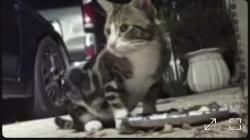 Found/Stray Unknown Cat last seen High Point Farms/Hall Johnson, Grapevine, TX 76034