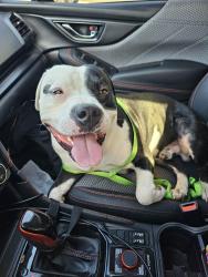 Found/Stray Male Dog last seen By the McDonald's on andrew jackson, Nashville, TN 37076