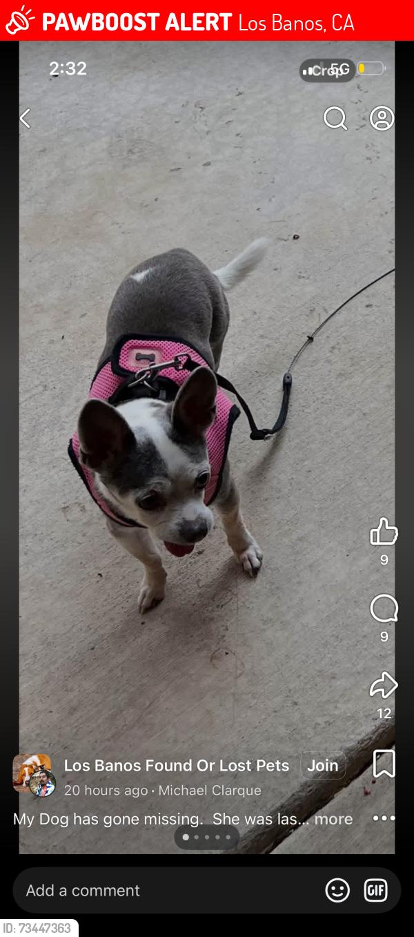 Lost Female Dog last seen Chenin blanc st, Los Banos, CA 93635