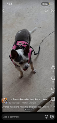 Lost Female Dog last seen Chenin blanc st, Los Banos, CA 93635