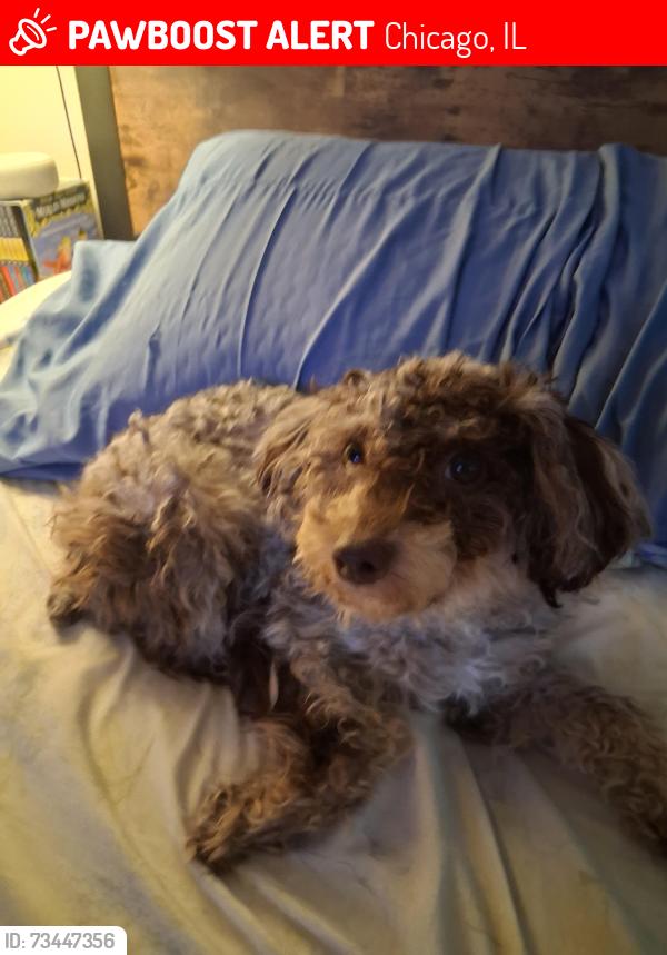 Lost Female Dog last seen Montrose and californ, Chicago, IL 60618