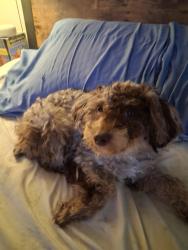 Lost Female Dog last seen Montrose and californ, Chicago, IL 60618