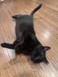 Reunited Male Cat last seen Near Charlemagne Ave, Long Beach, CA 90808