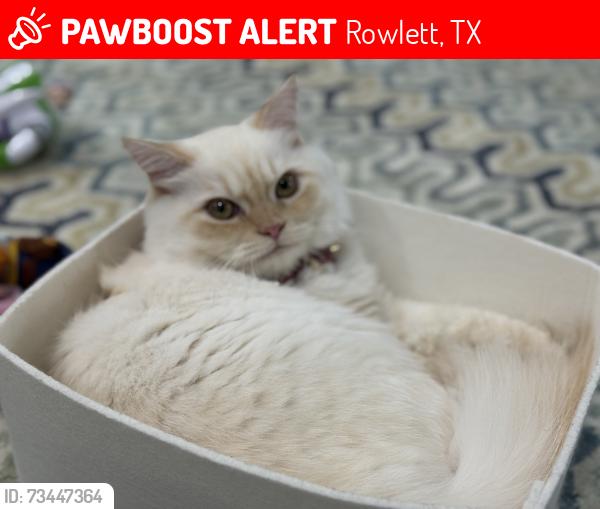 Lost Female Cat last seen Tucker’s pl, Rowlett 75089, Rowlett, TX 75089
