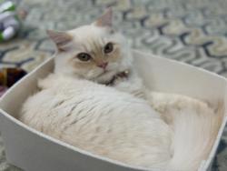 Lost Female Cat last seen Tucker’s pl, Rowlett 75089, Rowlett, TX 75089