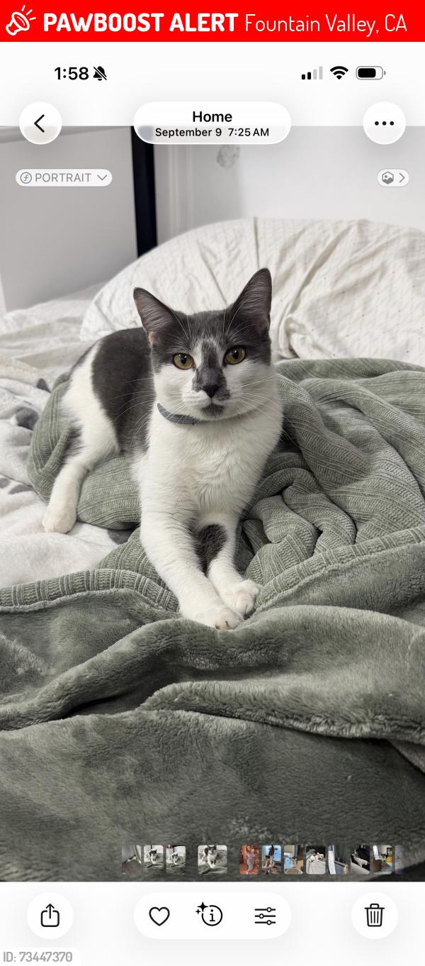 Lost Female Cat last seen Toucan avenue with Bushard, Fountain Valley, CA 92708