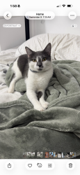 Lost Female Cat last seen Toucan avenue with Bushard, Fountain Valley, CA 92708