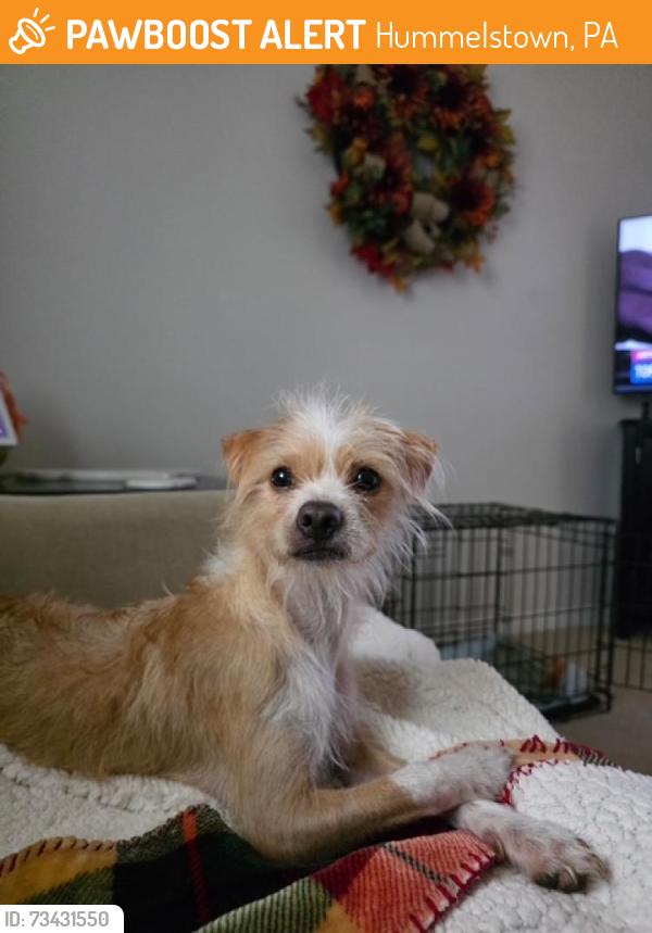 Found/Stray Female Dog last seen Hershey West End & Waltonville Road, Hummelstown, PA 17036
