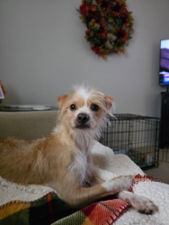 Found/Stray Female Dog last seen Hershey West End & Waltonville Road, Hummelstown, PA 17036