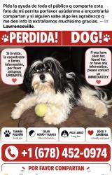 Lost Female Dog last seen Lawerenceville ga, Lawrenceville, GA 30045