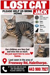 Lost Male Cat last seen Por el pantano, Lansdowne, MD 21227
