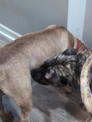 Reunited Male Dog last seen Graymont, Birmingham, AL 35204
