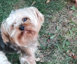 Lost Female Dog last seen Hgwy 7 and Markham Rd or Mc Cowan Rd area, Markham, ON 