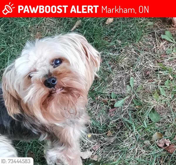 Lost Female Dog last seen Hgwy 7 and Markham Rd or Mc Cowan Rd area, Markham, ON 