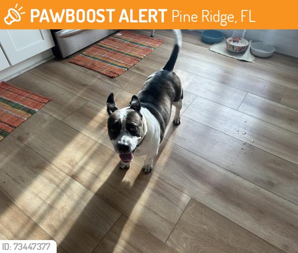 Found/Stray Female Dog last seen Elcam, Pine Ridge, FL 34465