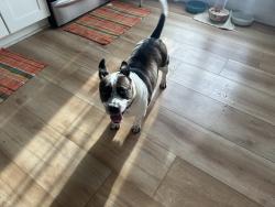 Found/Stray Female Dog last seen Elcam, Pine Ridge, FL 34465