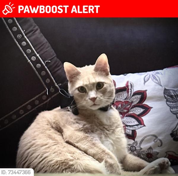 Lost Female Cat last seen Wyke rd and Wallace Grove Dr Shelby, Cleveland County, NC 28150