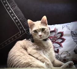 Lost Female Cat last seen Wyke rd and Wallace Grove Dr Shelby, Cleveland County, NC 28150