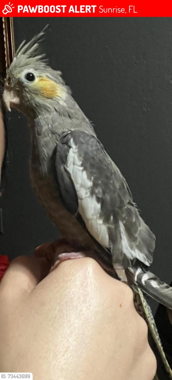 Lost Female Bird last seen NW 32nd Manor & 113th Avenue, Sunrise, FL 33323
