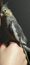 Lost Female Bird last seen NW 32nd Manor & 113th Avenue, Sunrise, FL 33323