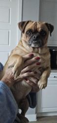 Found/Stray Male Dog last seen Highland Springs and 1st street, Beaumont, CA 92223