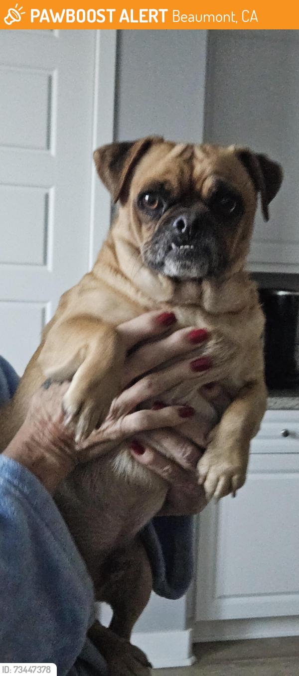 Found/Stray Male Dog last seen Highland Springs and 1st street, Beaumont, CA 92223