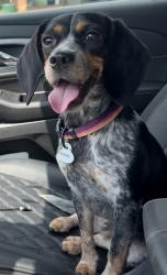 Reunited Female Dog last seen Old Williamsburg Rd and Maurice Ct, Yorktown, VA 23690