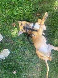 Shelter Stray Male Dog last seen CHARLOTTE, 8315 Byrum Dr, Charlotte, NC 28217, USA