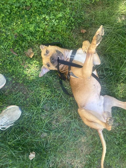 Shelter Stray Male Dog last seen CHARLOTTE, 8315 Byrum Dr, Charlotte, NC 28217, USA