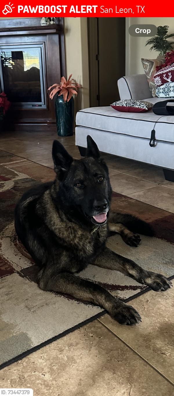 Lost Male Dog last seen 25th and ave n, San Leon, TX 77539