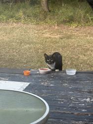 Found/Stray Unknown Cat last seen the church, Fort Lawn, SC 29714