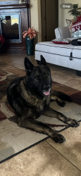 Lost Male Dog last seen 25th and ave n, San Leon, TX 77539