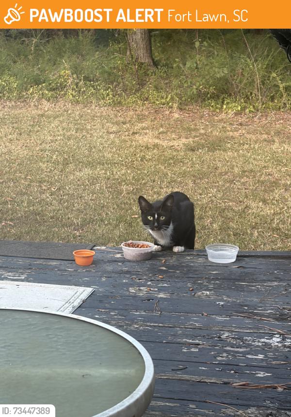 Found/Stray Unknown Cat last seen the church, Fort Lawn, SC 29714