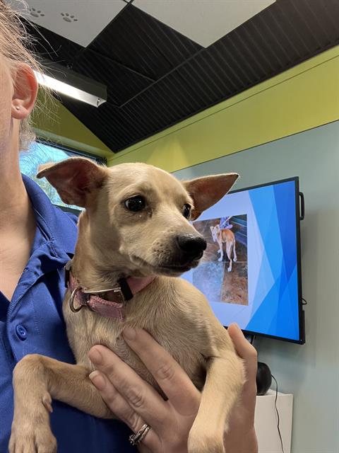 Shelter Stray Female Dog last seen HWY 41 AND WATTS THOMAS, 31078 LA-36, Lacombe, LA 70445, USA
