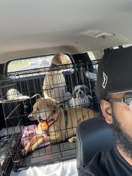 Lost Male Dog last seen diane canal, Palm Bay, FL 32909