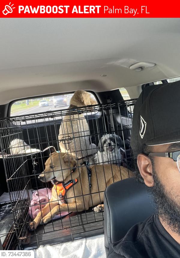 Lost Male Dog last seen diane canal, Palm Bay, FL 32909